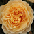 Yellow - English rose - Ausgold